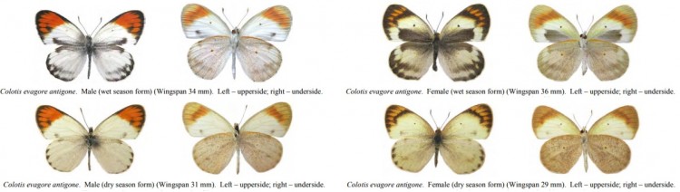 Colotis evagore.jpg