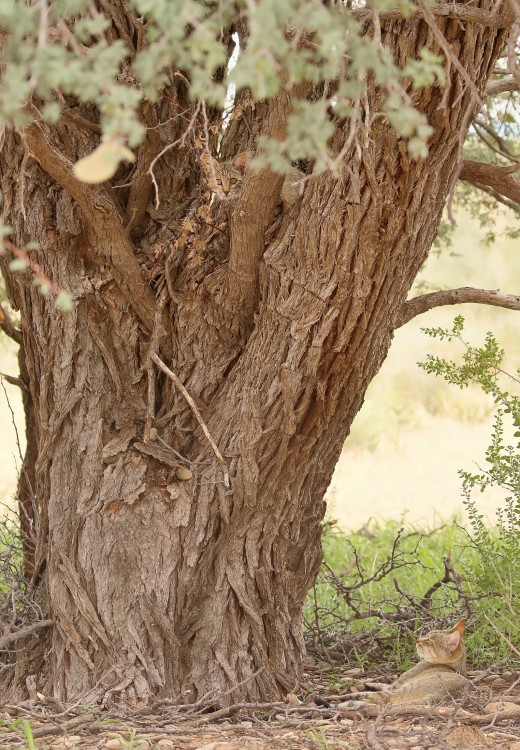 AWC - African Wild Cat/Chat sauvage africain