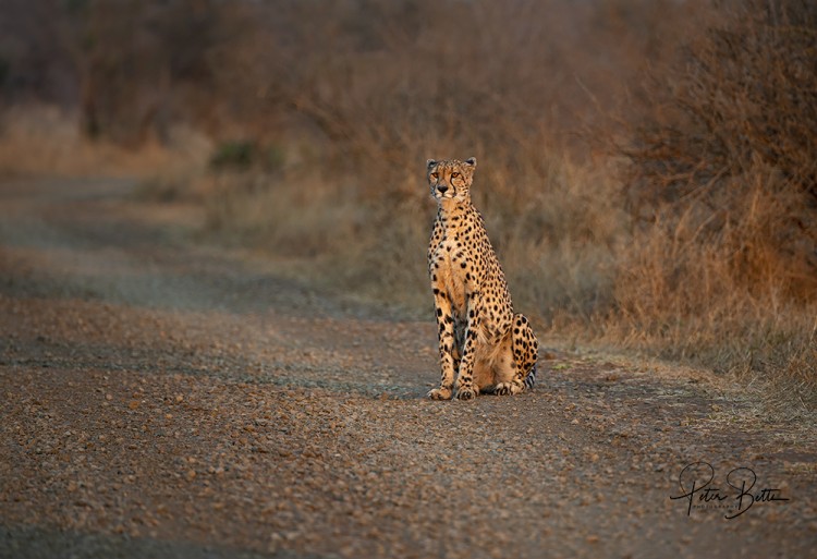 Sunrise Cheetah.jpg