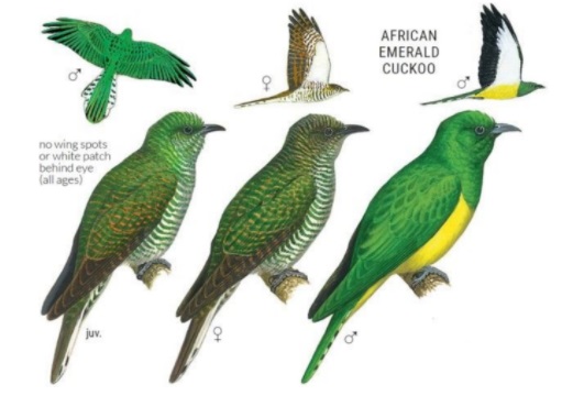 Chrysococcyx cupreus.jpg