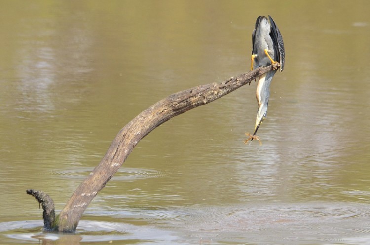 DSC_7241 Green backed  Heron_01.jpg