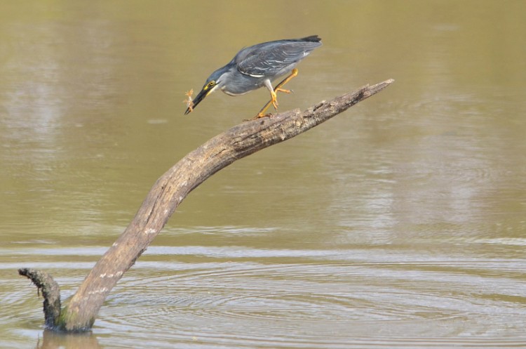 DSC_7245_01.jpg