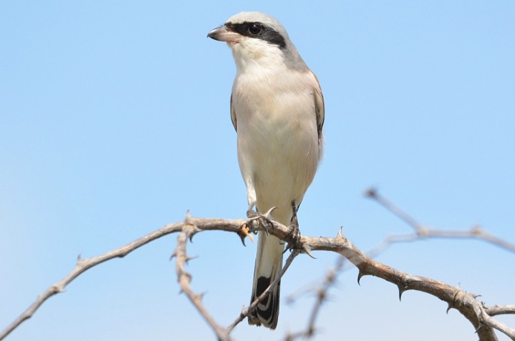 DSC_7277 Lesser Grey Shrike_01.jpg