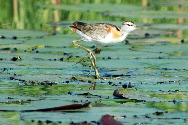 Lesser Jacana Kavango.jpg