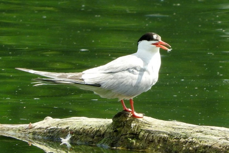 Tern.jpeg