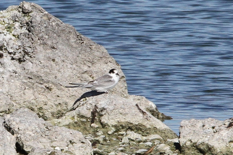 Arctic tern.jpeg