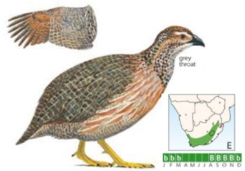 Grey-winged Francolin.jpg