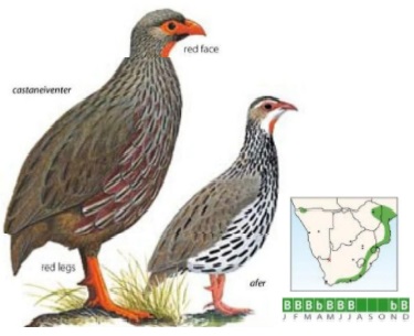 Red-necked Spurfowl.jpg