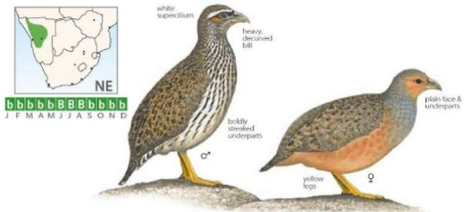 Hartlaubs Spurfowl.jpg