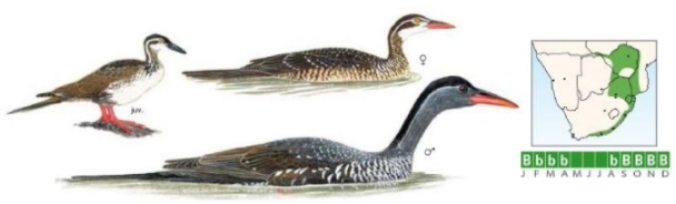 African Finfoot.jpg
