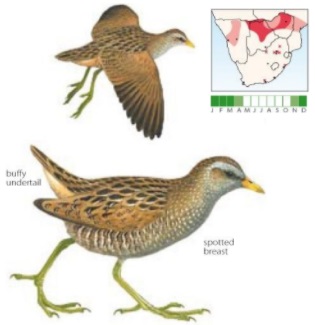 Spotted Crake.jpg