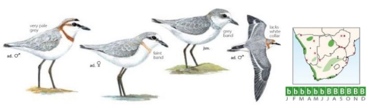 Chestnut-banded Plover.jpg