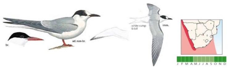 Arctic Tern.jpg