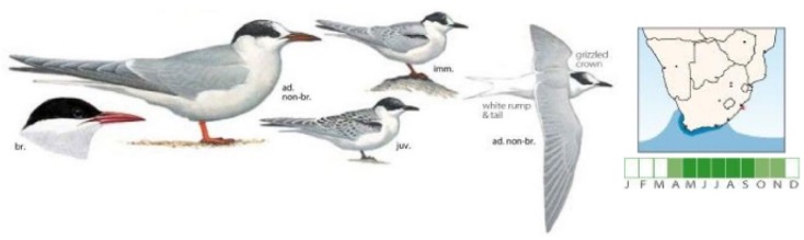 Antarctic Tern.jpg