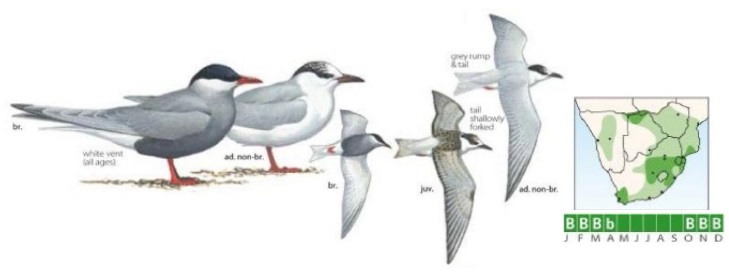 Whiskered Tern.jpg