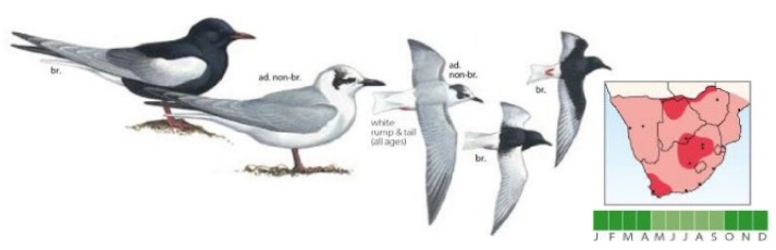 White-winged Tern.jpg