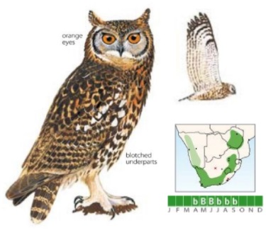 Cape Eagle-owl.jpg
