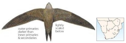 Pallid Swift.jpg