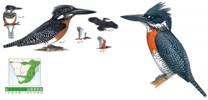 Giant Kingfisher.jpg