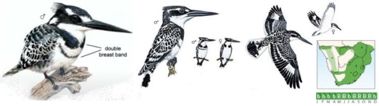 Pied Kingfisher.jpg