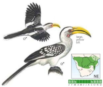 Southern Yellow-billed Hornbill.jpg