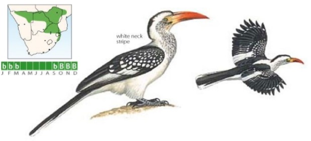 Southern Red-billed Hornbill.jpg