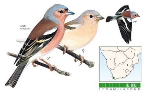 Common Chaffinch.jpg