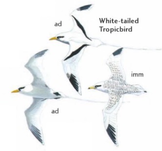 white-tailed Tropicbird.jpg