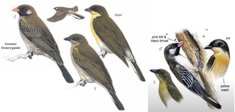 Greater Honeyguide Indicator indicator.jpg