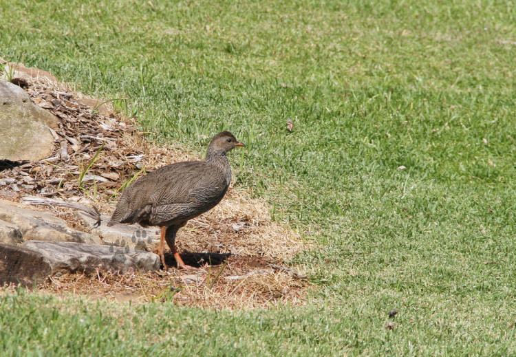 Cape Spurfowl - Kirstenbosch 2011