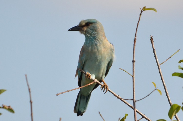 DSC_7338 European Roller_01.jpg