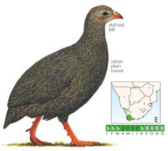 Cape Spurfowl.jpg