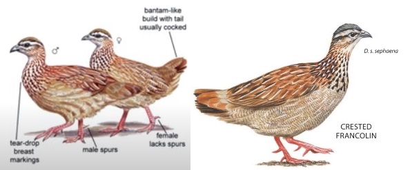 Crested Francolin.jpg