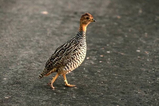 Coqui francolin male KNP SK.jpg