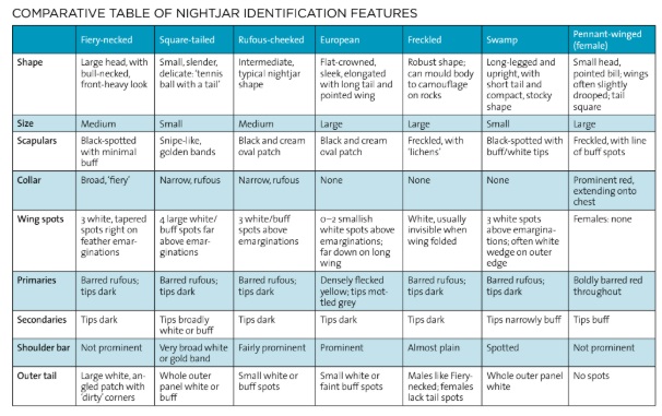 Nightjar ID.jpg