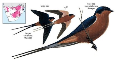 Red-breasted Swallow.jpg