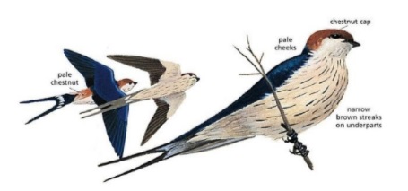 Greater Striped Swallow.jpg
