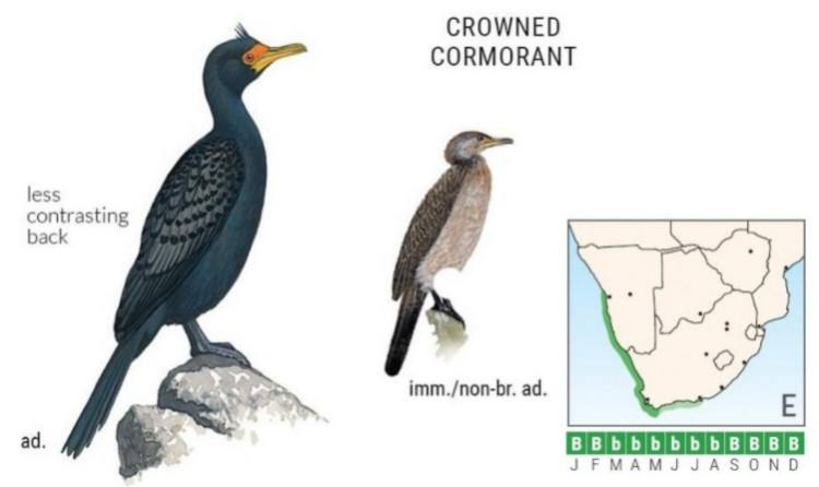 Crowned Cormorant.jpg