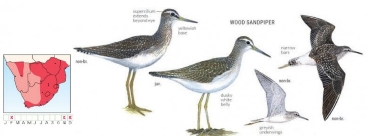 Wood Sandpiper.jpg