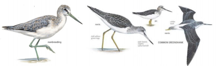 Common Greenshank.jpg