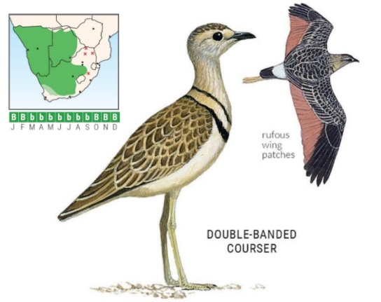 Double-banded Courser.jpg
