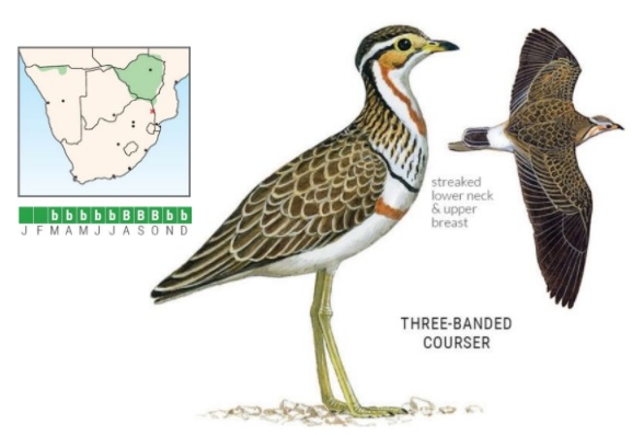 Three-banded Courser.jpg