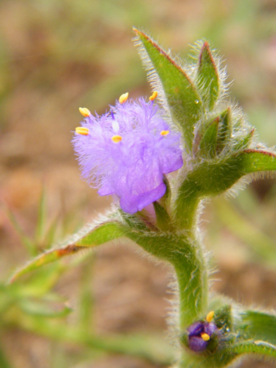 Cyanotis Nelspruit.jpg