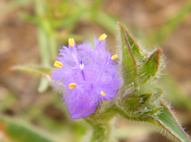 Cyanotis speciosa.jpg