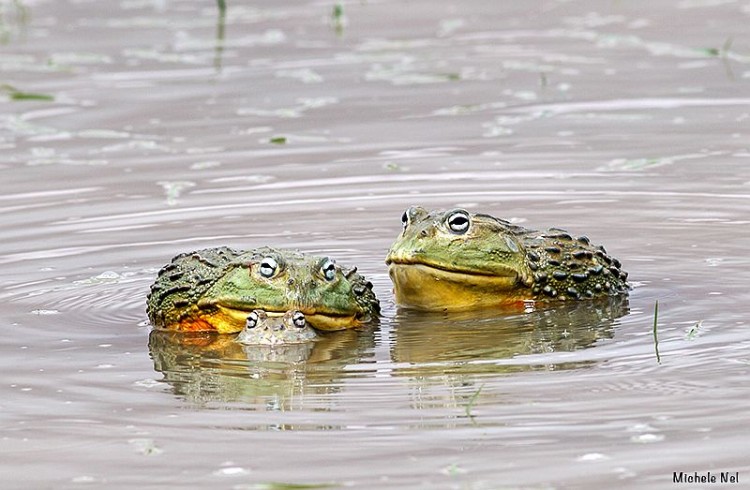 Giant Bullfrog.jpg