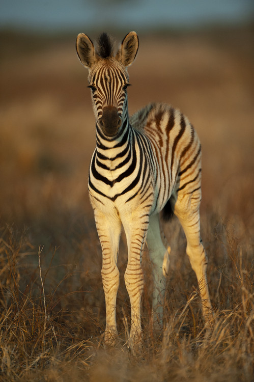 Zebra Foal KNP.jpg