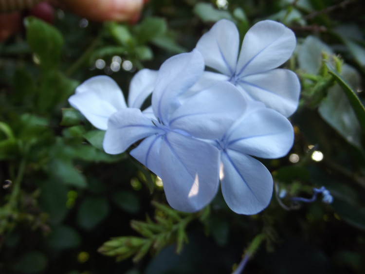 Plumbago auriculata.JPG