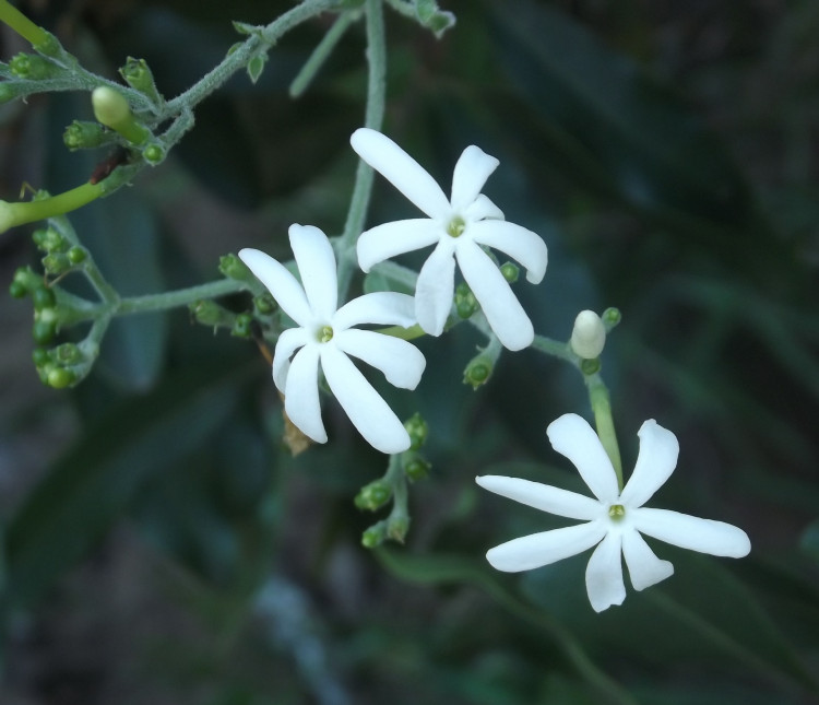 Jasminum fluminense.JPG