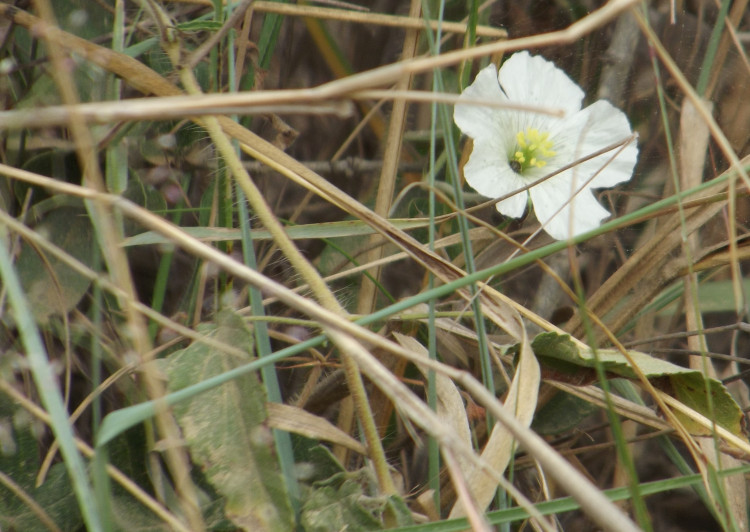 Monsonia glauca.JPG