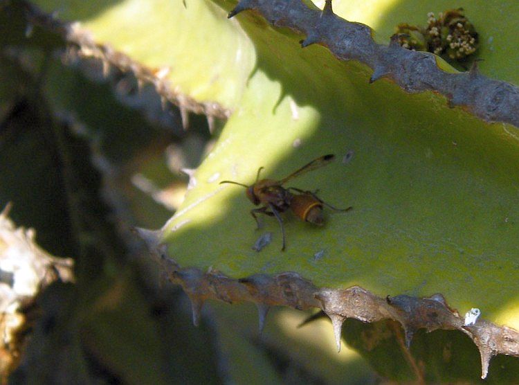 Ropalidia distigma.jpg